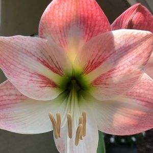 Meet your Posher, Sophie